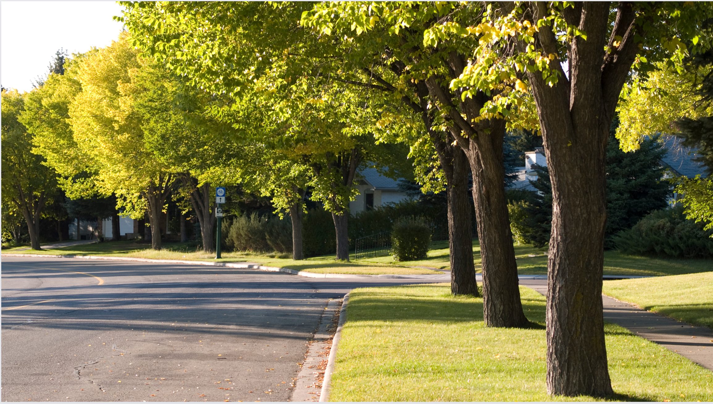 Urban Trees along a boulevard